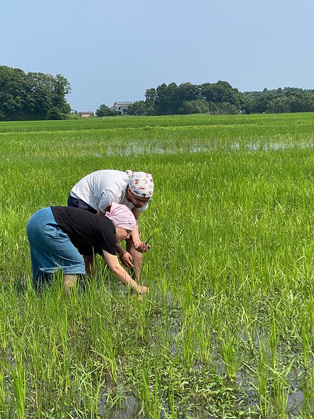農業体験をする外国人