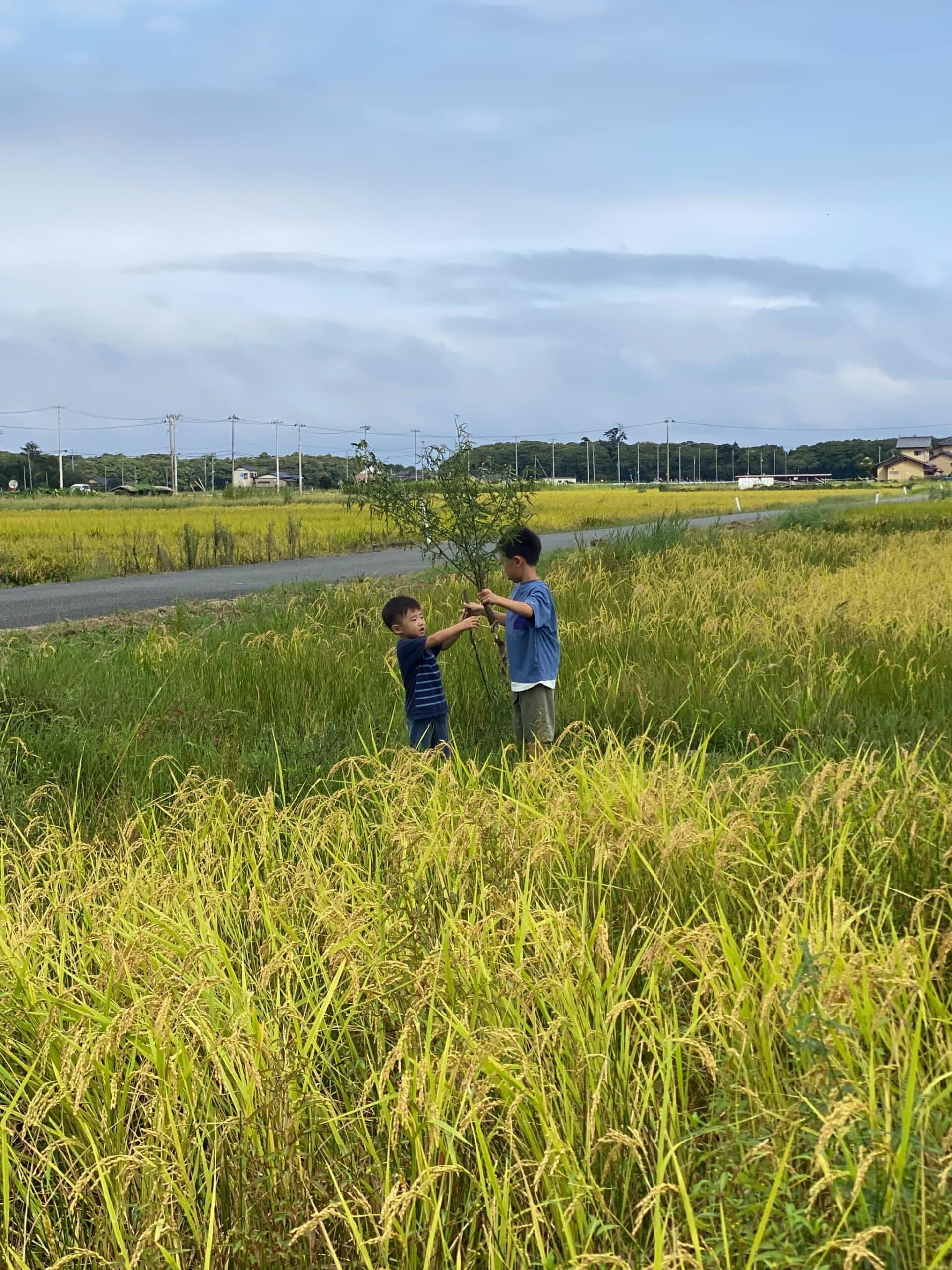 農業体験をする子どもたち