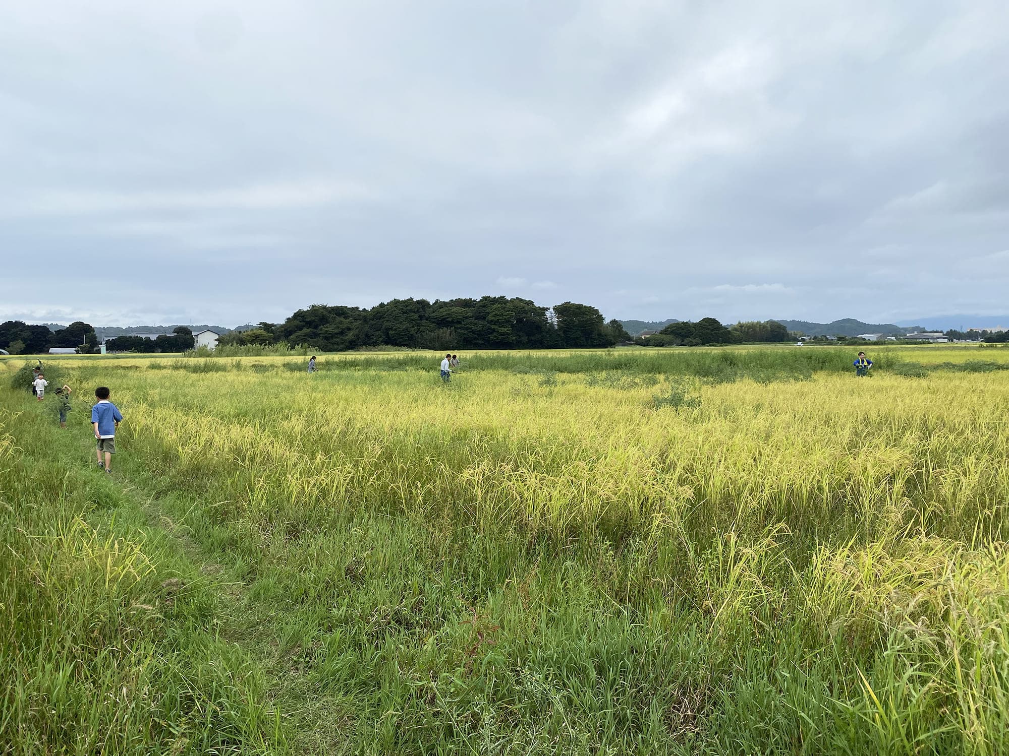 田んぼで農業体験をする子どもたち