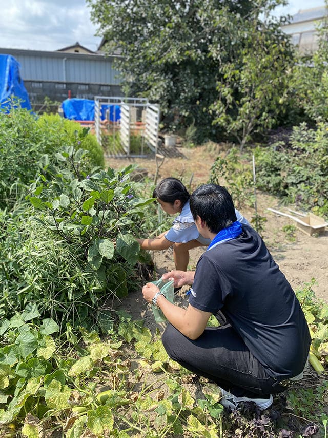 農作物を収穫する女性